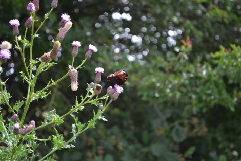 Peacock on thistle